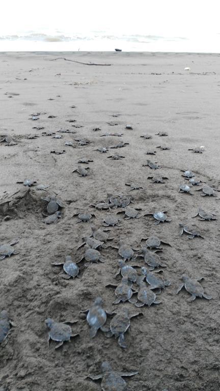 All Rankins Eco-Lodge Tortuguero Dış mekan fotoğraf