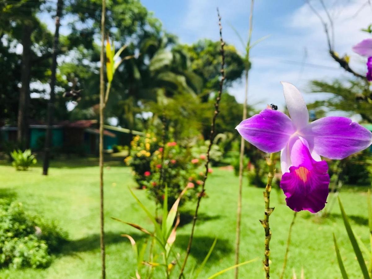 All Rankins Eco-Lodge Tortuguero Dış mekan fotoğraf